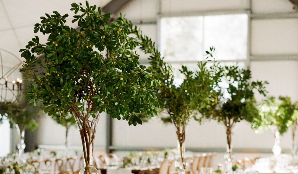 Noleggio piante ed alberi per matrimoni in Toscana